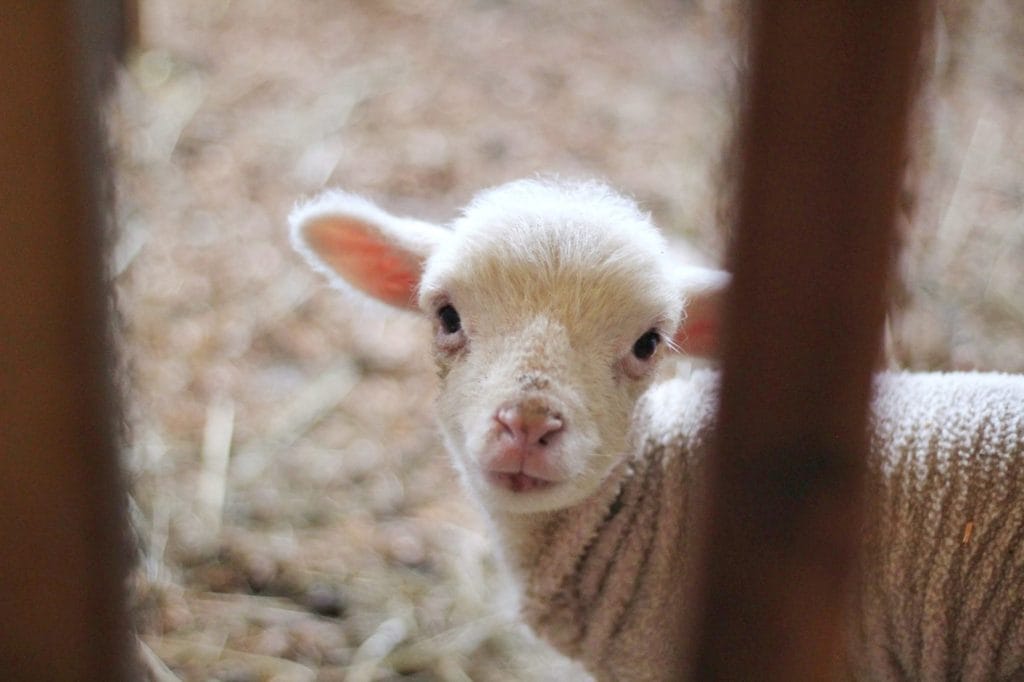 Lamb looking at camera.