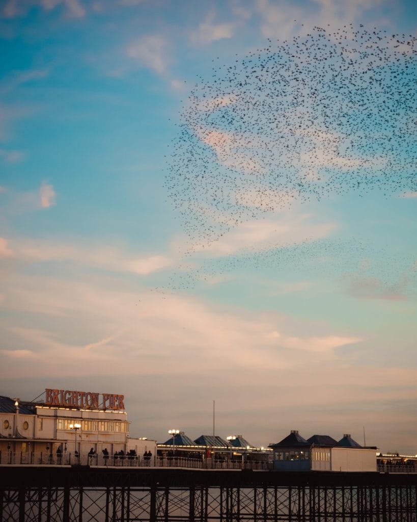 Murmuration next to brighton pier.