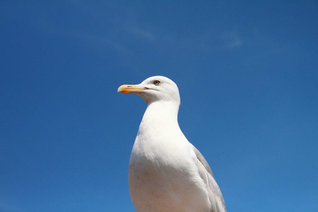 Seagull on the beach.