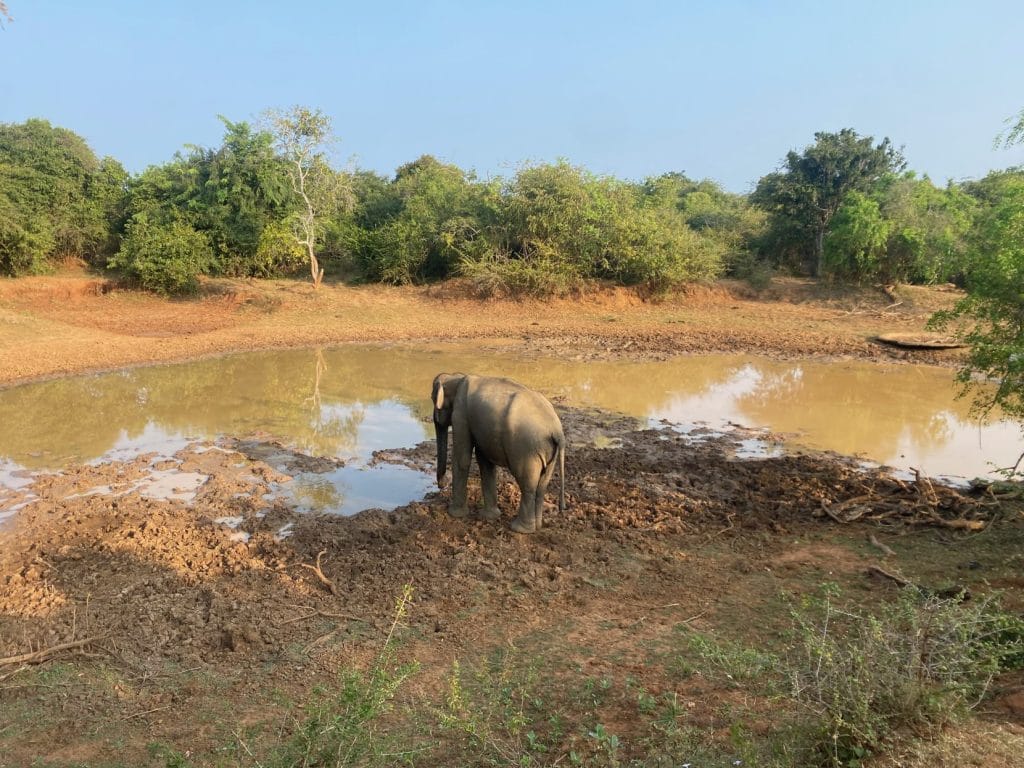 An elephant stands next to a small lake.