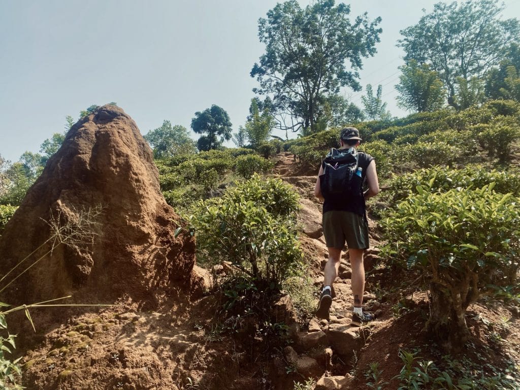 Man walks uphill past anthill.