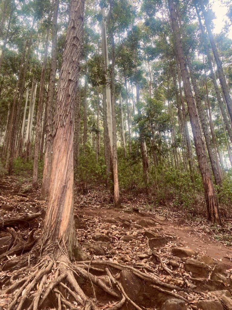 Tall trees in ella.