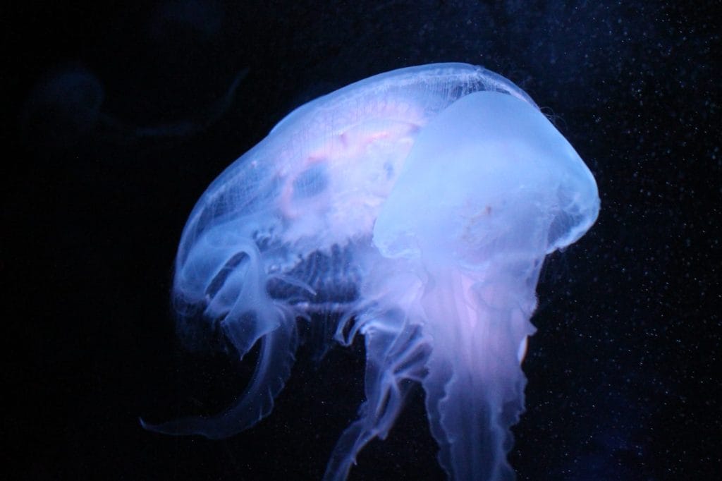 Jellyfish at sea life brighton.