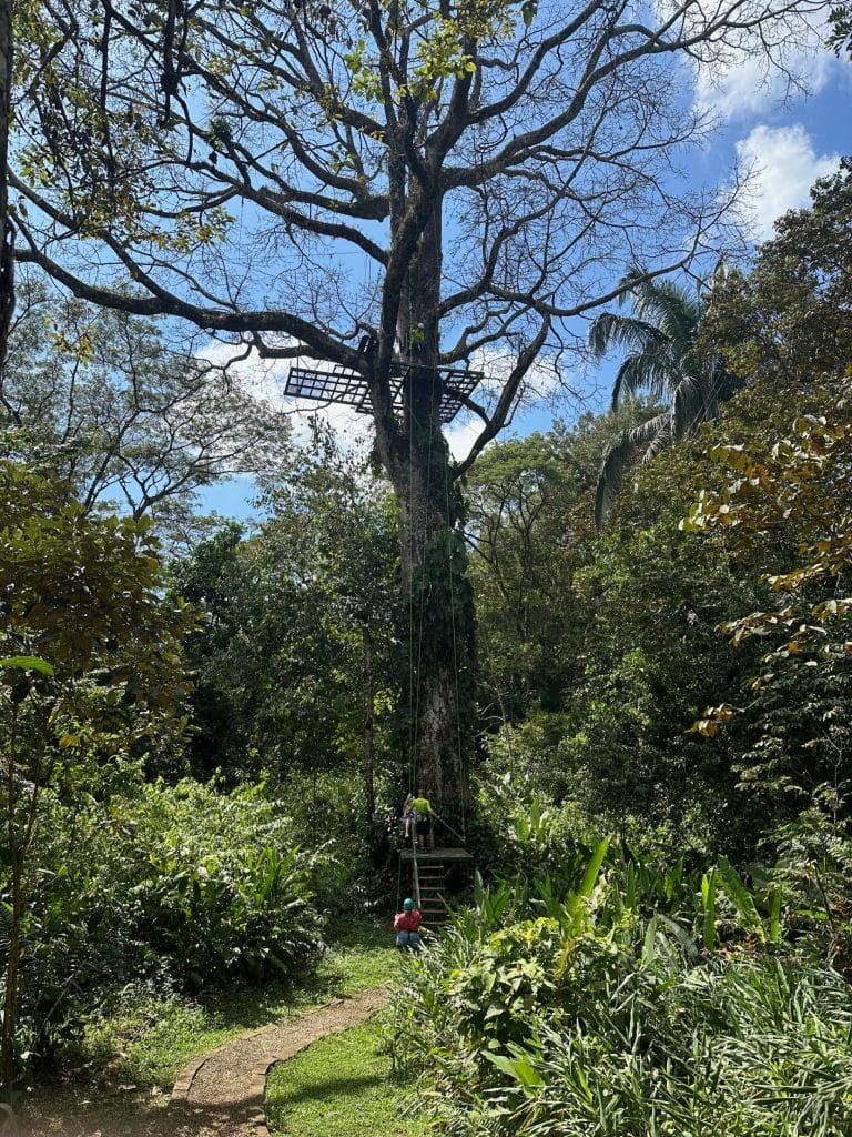 People rappelling down tree in manuel antonio.