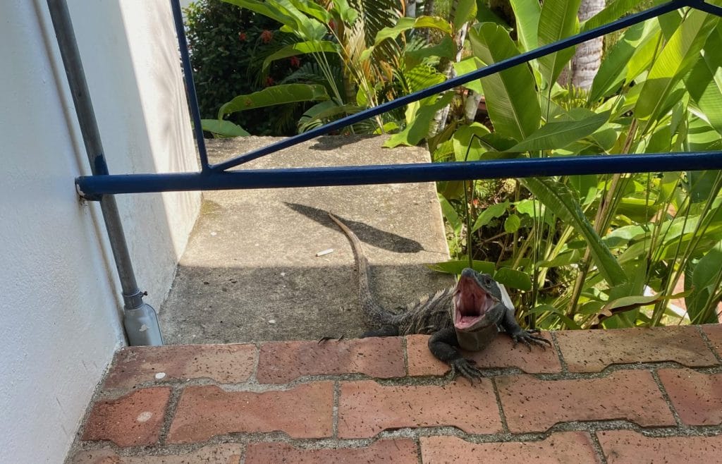 Large iguana with open mouth in manuel antonio.