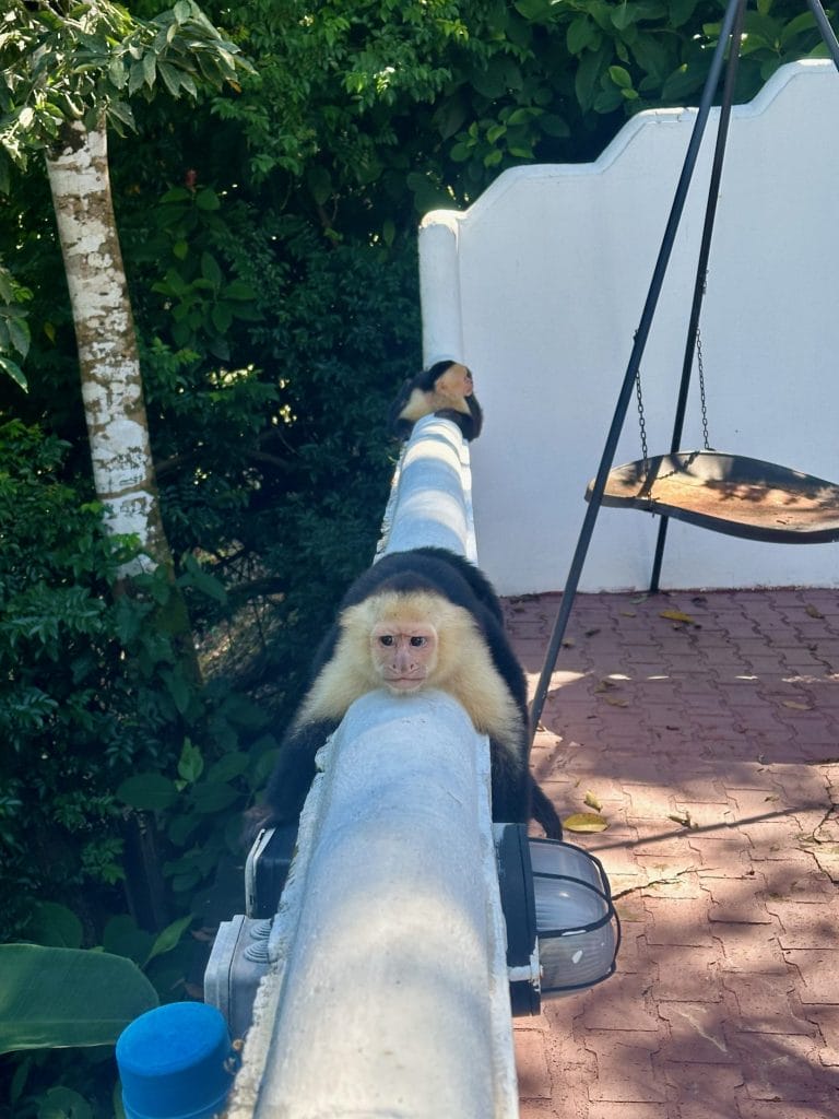 Monkey dangles on wall at selina manuel antonio.