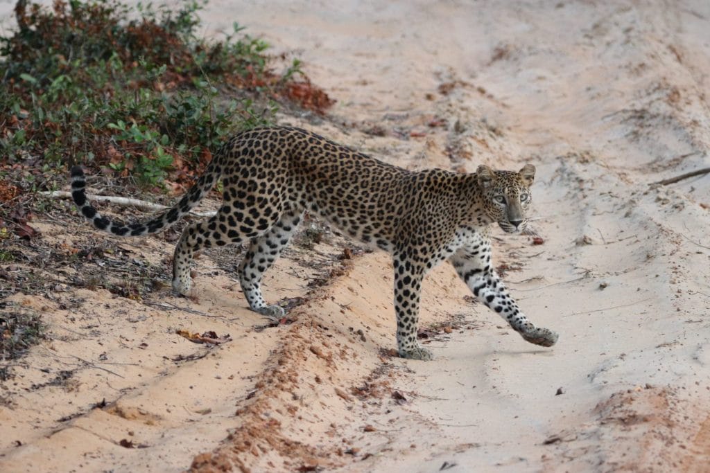 Leopard walking over dirt track in sri lanka.